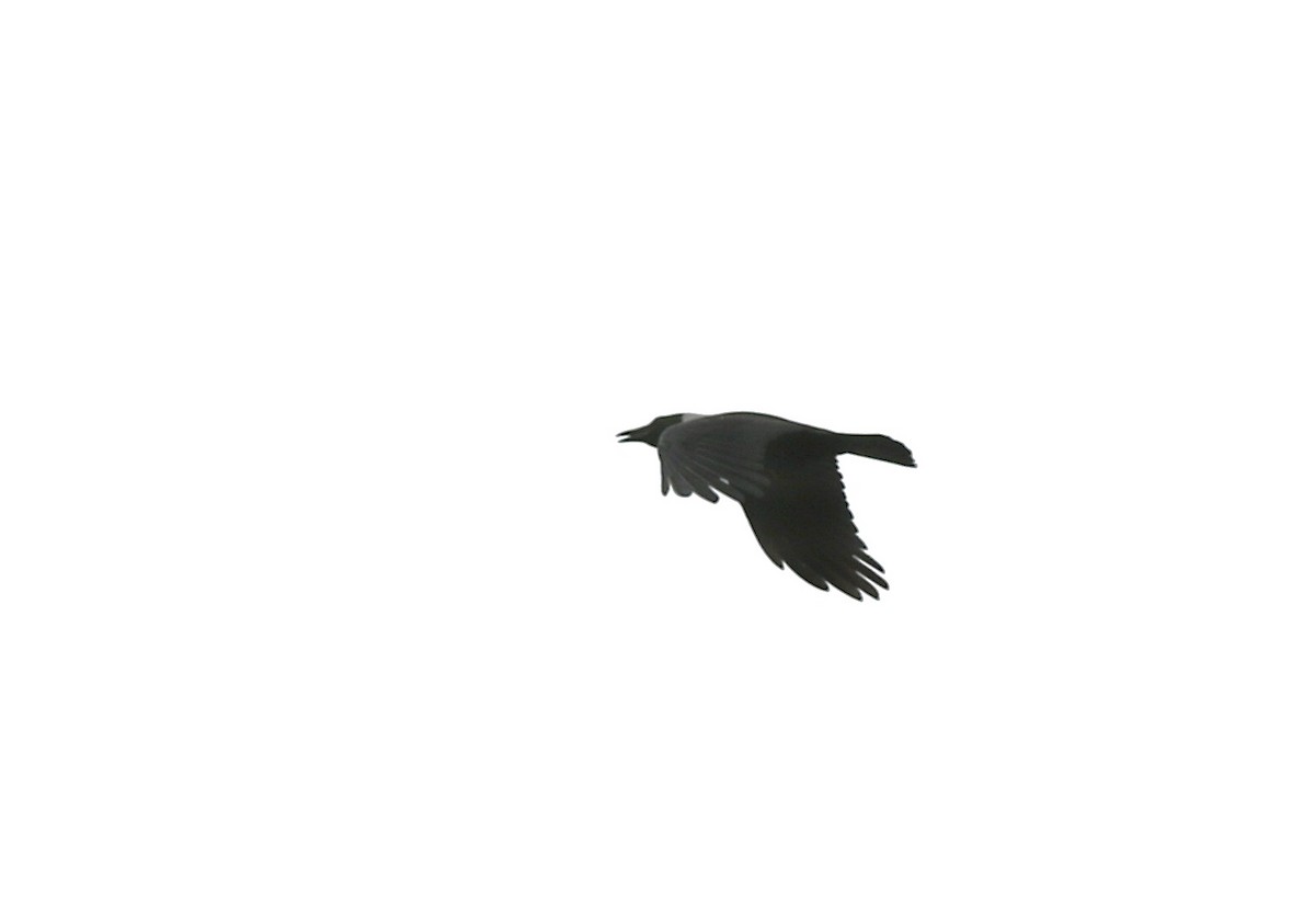 Collared Crow - ML642100815