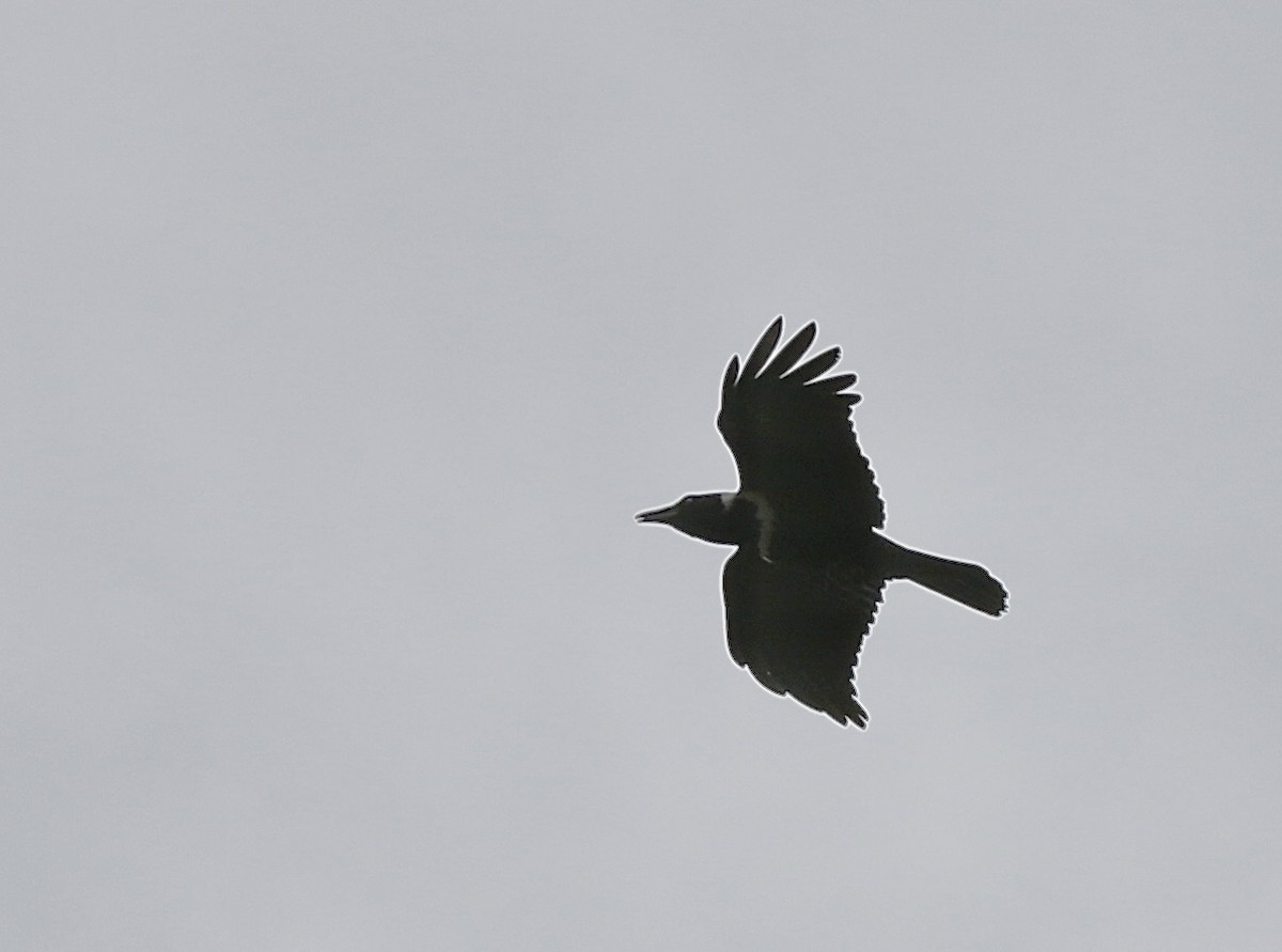 Collared Crow - ML642100816