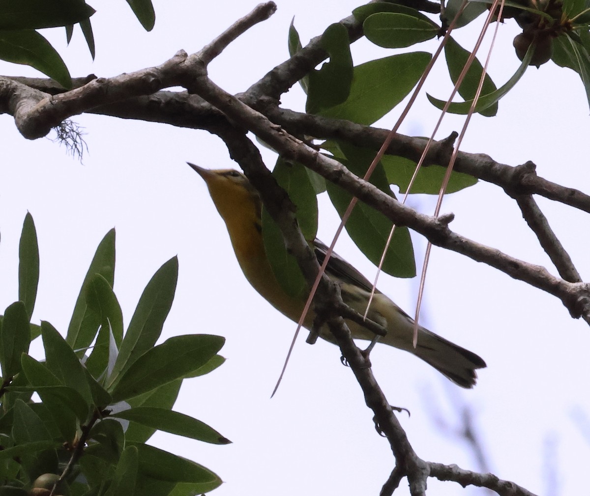 Blackburnian Warbler - ML642100820
