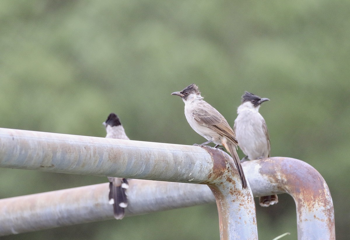 Sooty-headed Bulbul - ML642100826