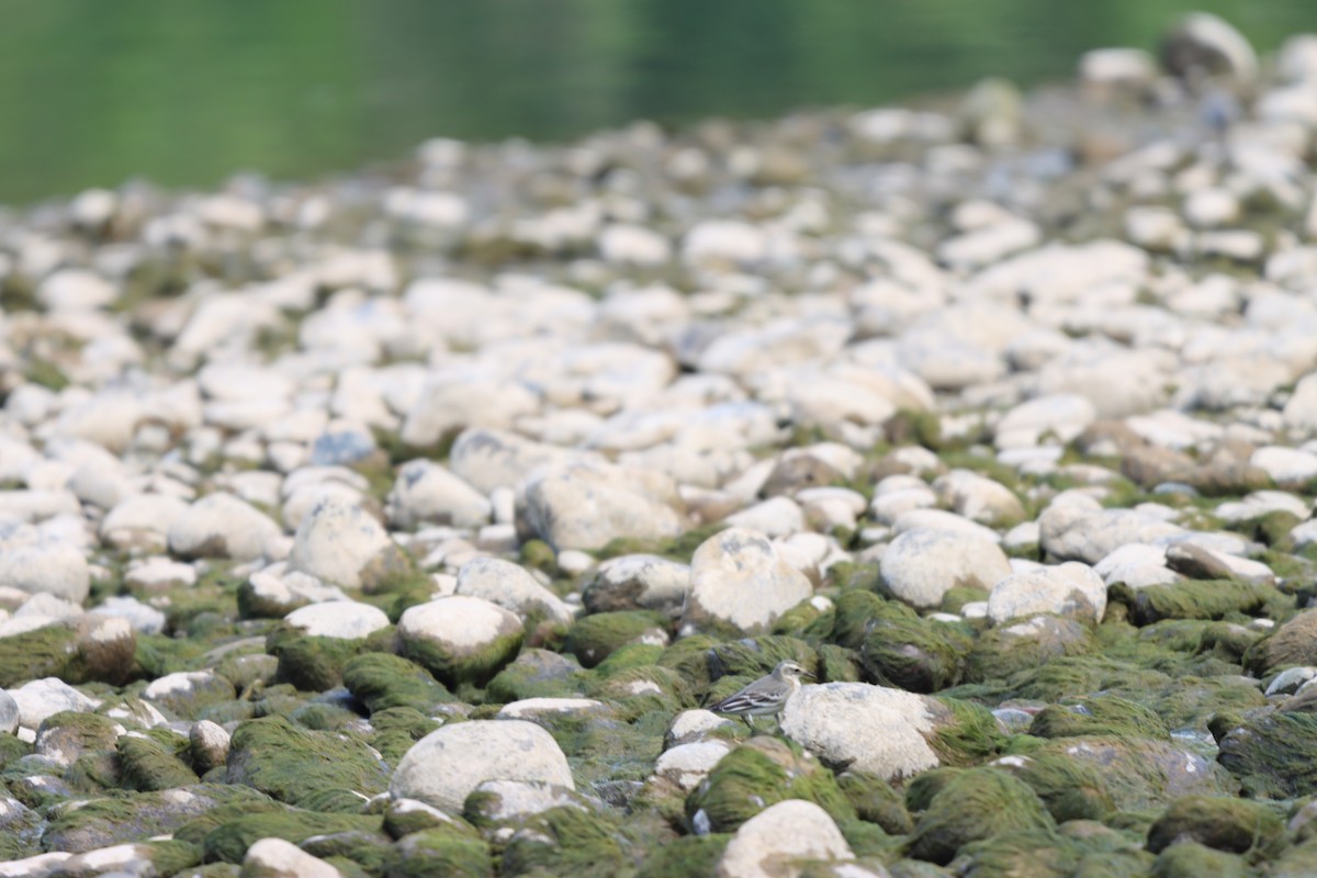 Citrine Wagtail - ML642100845