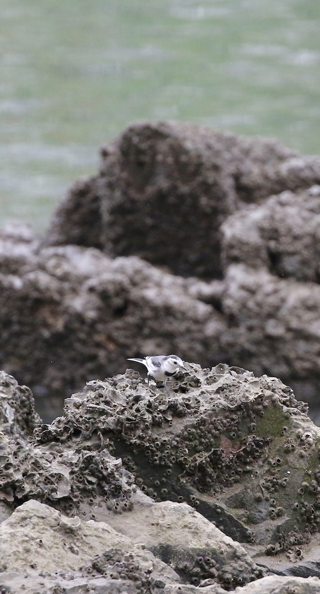 White Wagtail (Chinese) - ML642100846