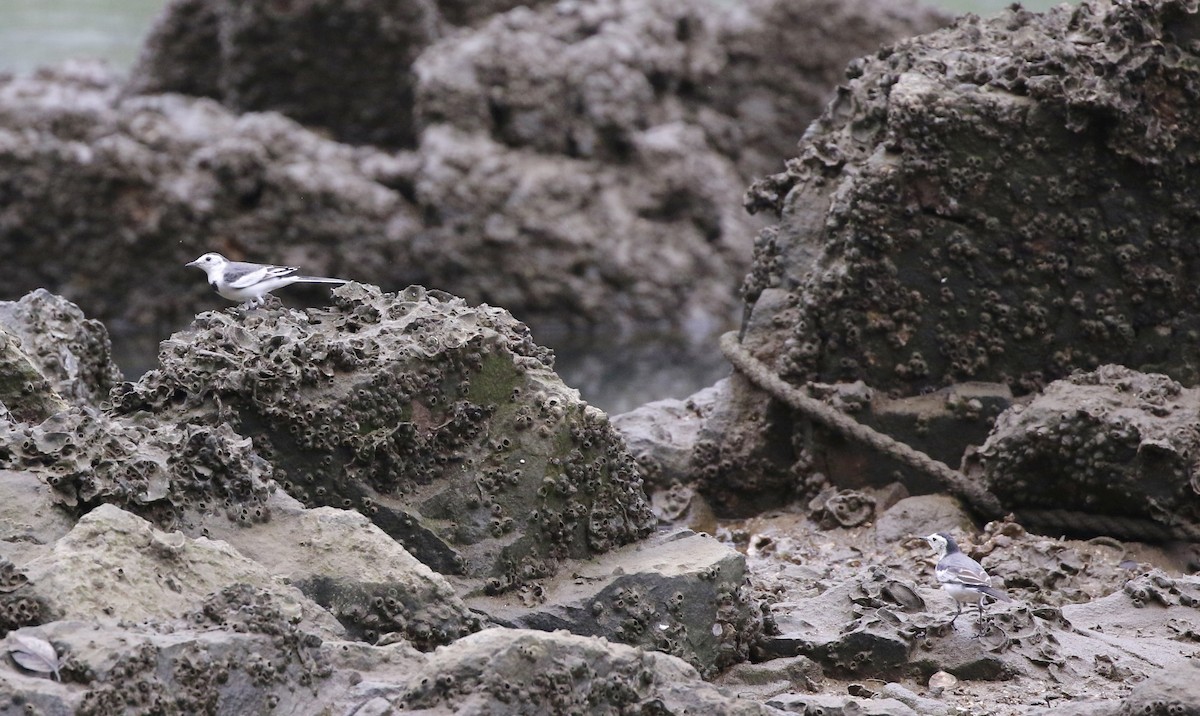 White Wagtail (Chinese) - ML642100847