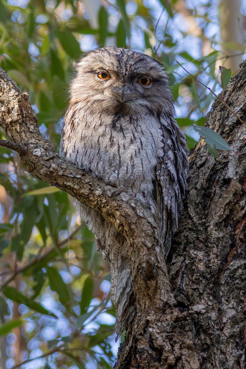 Tawny Frogmouth - ML642100852
