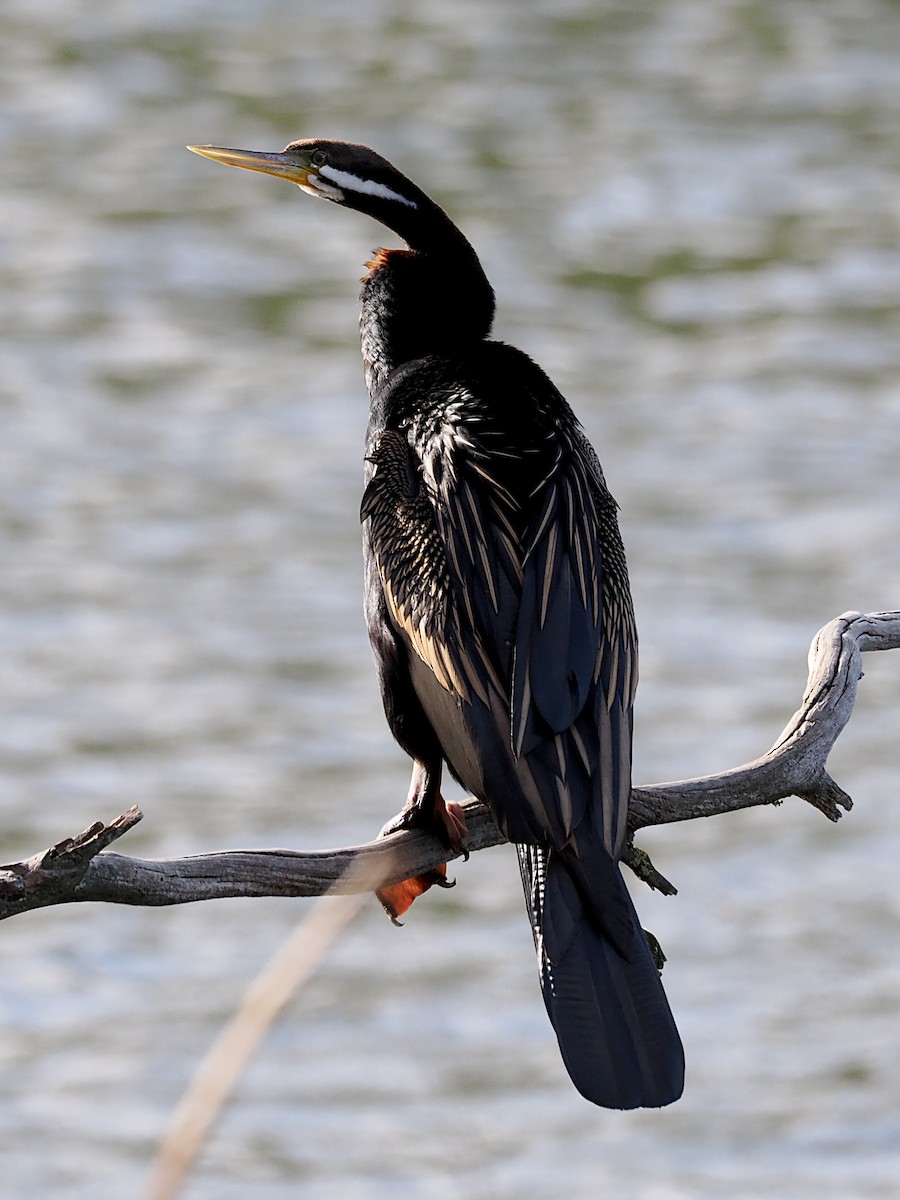 Australasian Darter - ML642100855