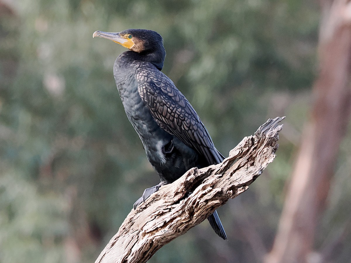 kormorán velký (ssp. novaehollandiae) - ML642100857