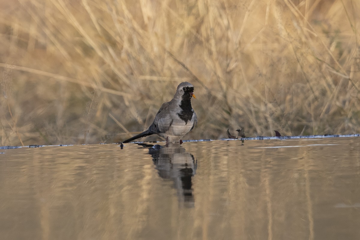Namaqua Dove - ML642100861