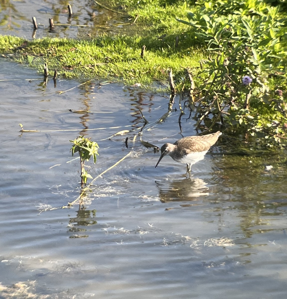 Green Sandpiper - ML642100867