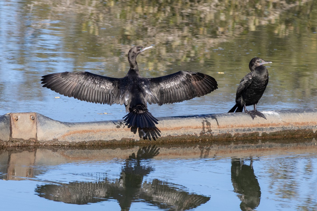 Little Black Cormorant - ML642100872