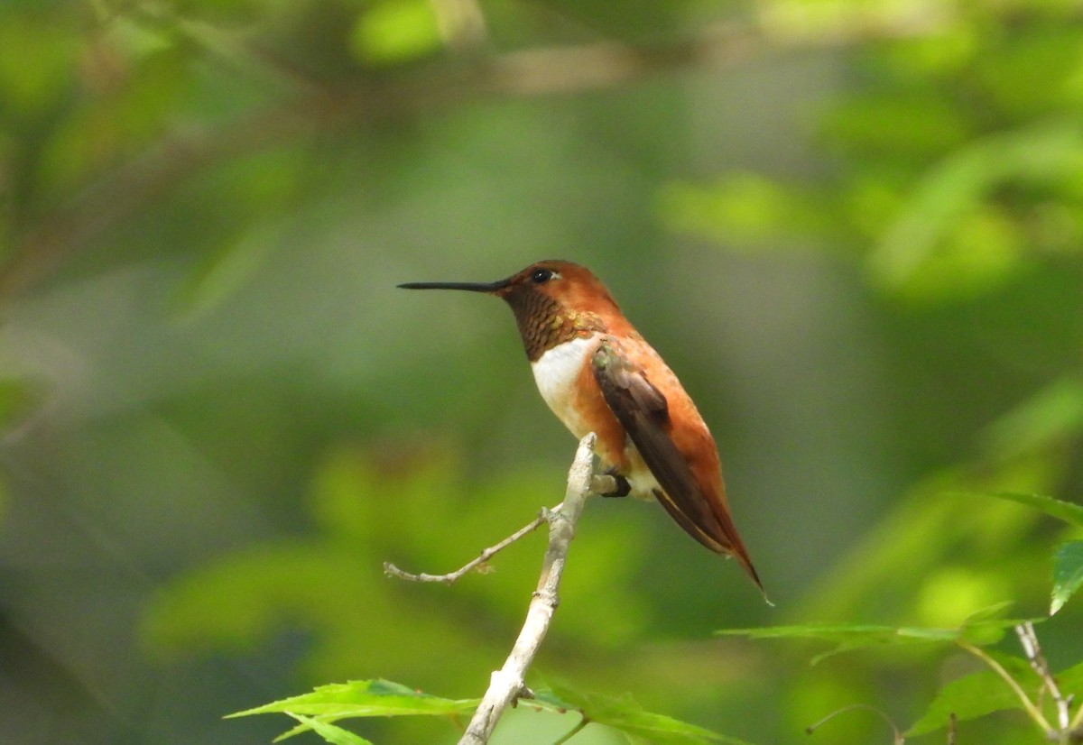 Rufous Hummingbird - ML642100877