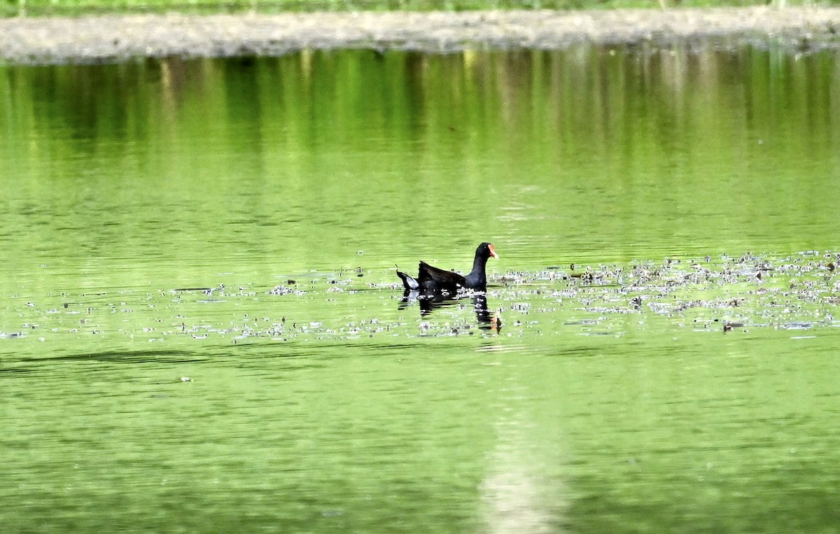 Common Gallinule - ML642100889