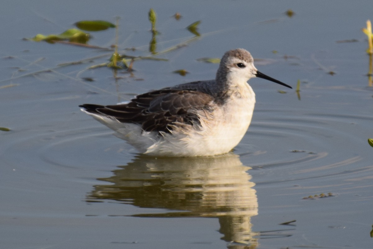 Wilson's Phalarope - ML642100892