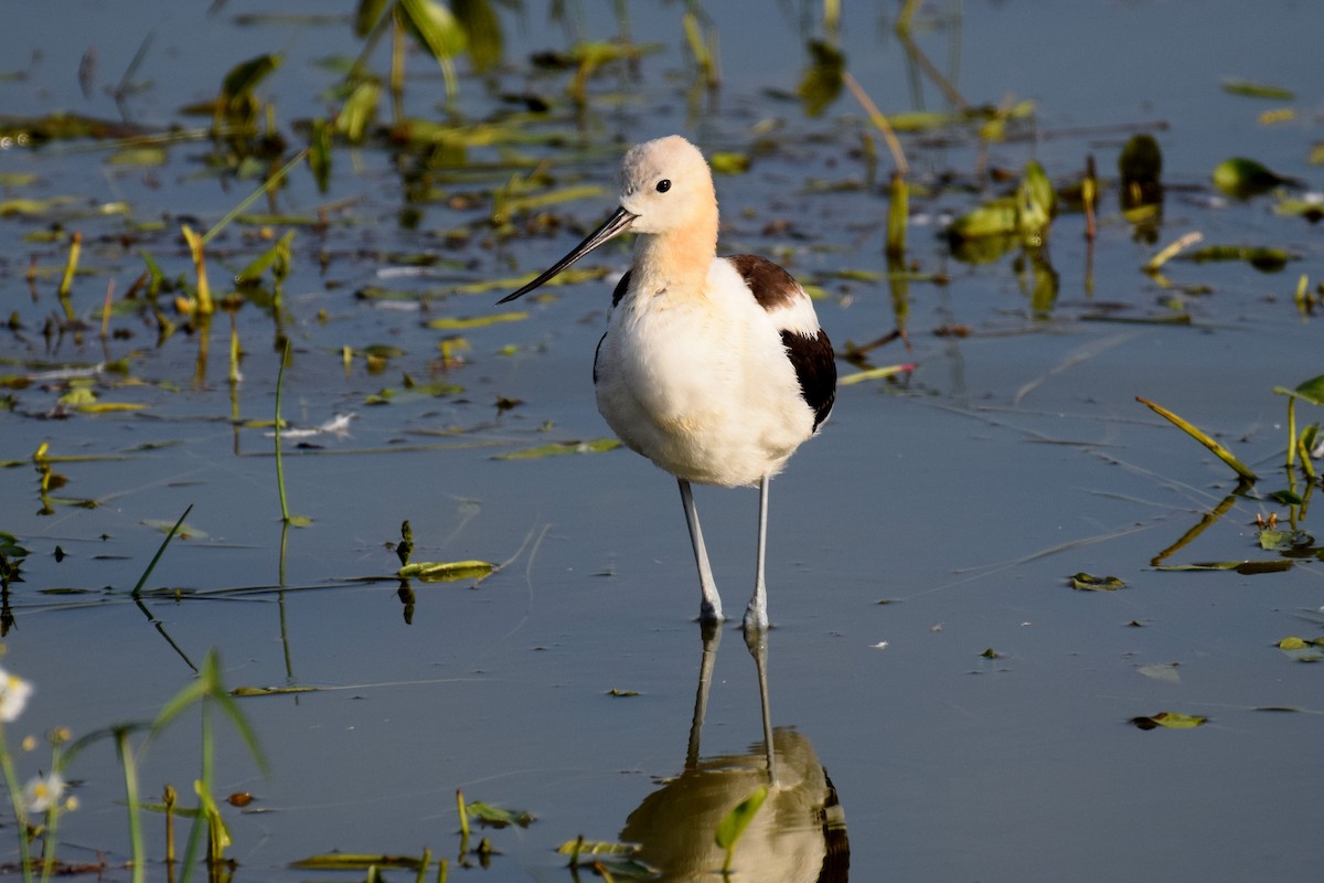 American Avocet - ML642100893