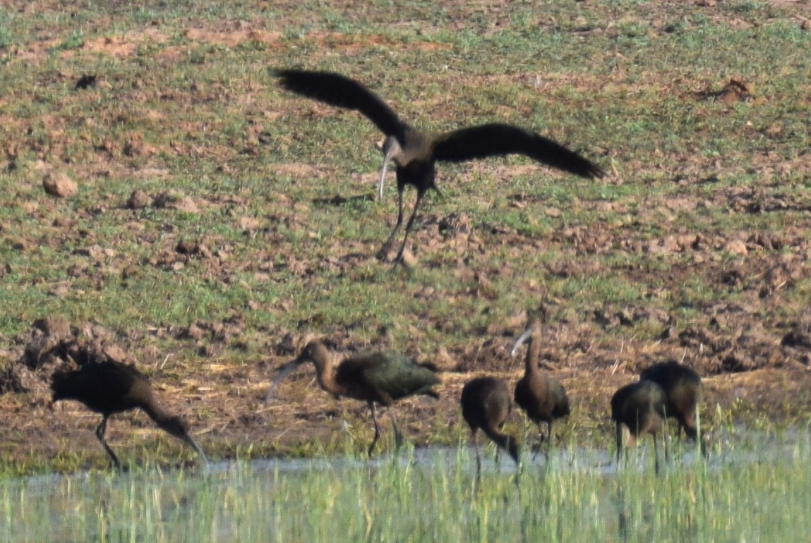 White-faced Ibis - ML642100897