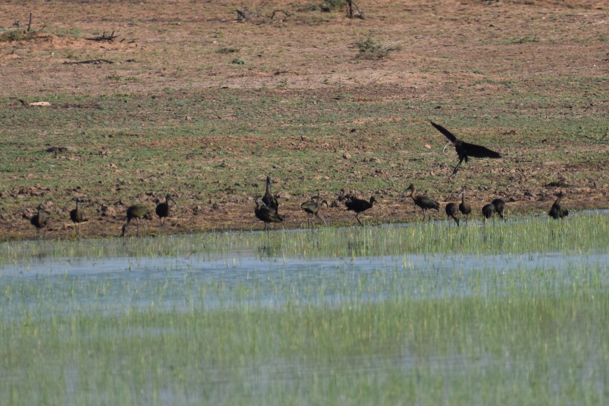 White-faced Ibis - ML642100898
