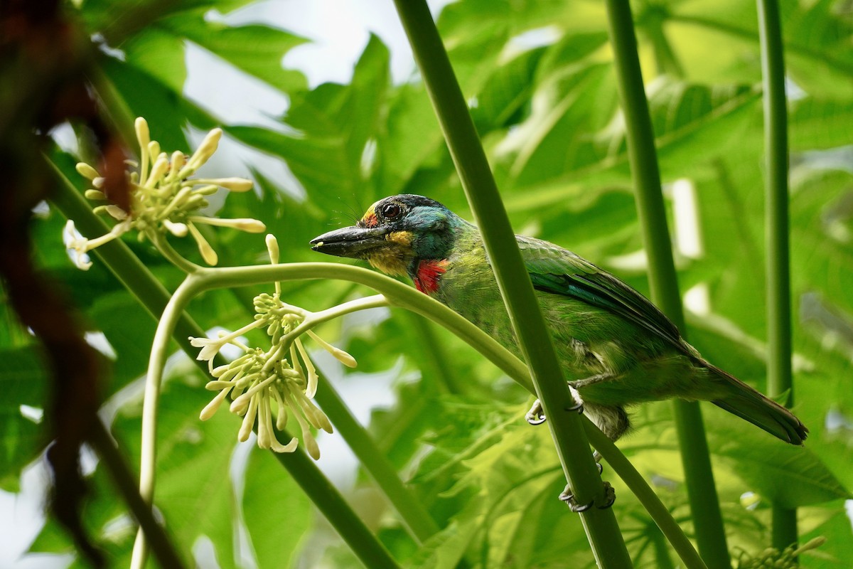 Taiwan Barbet - ML642100903