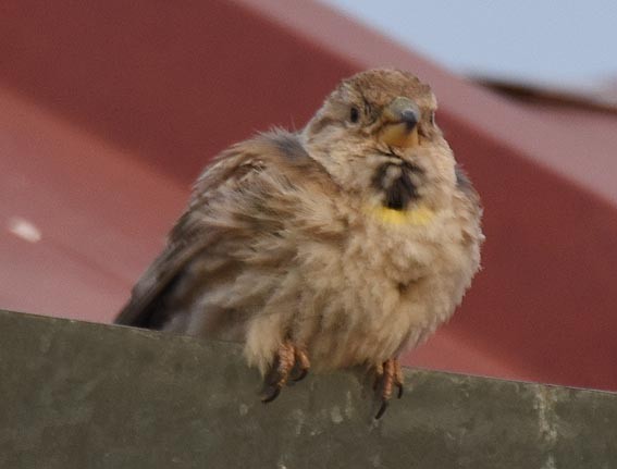 Rock Sparrow - ML642100906