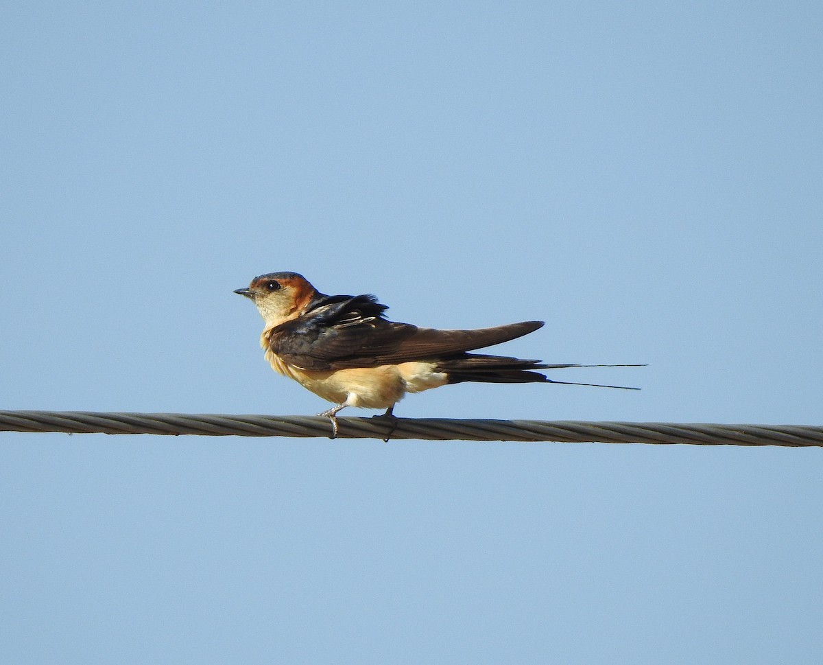 Golondrina Dáurica Occidental - ML642100907