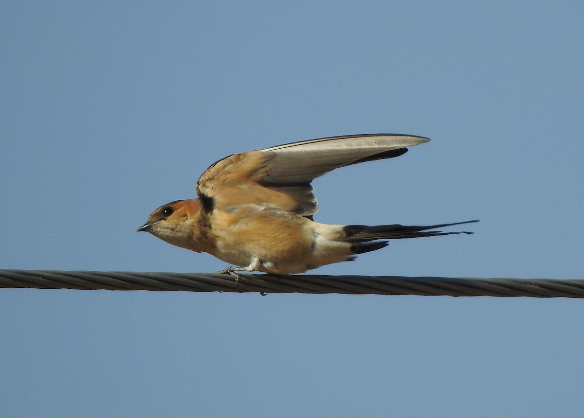 Golondrina Dáurica Occidental - ML642100909