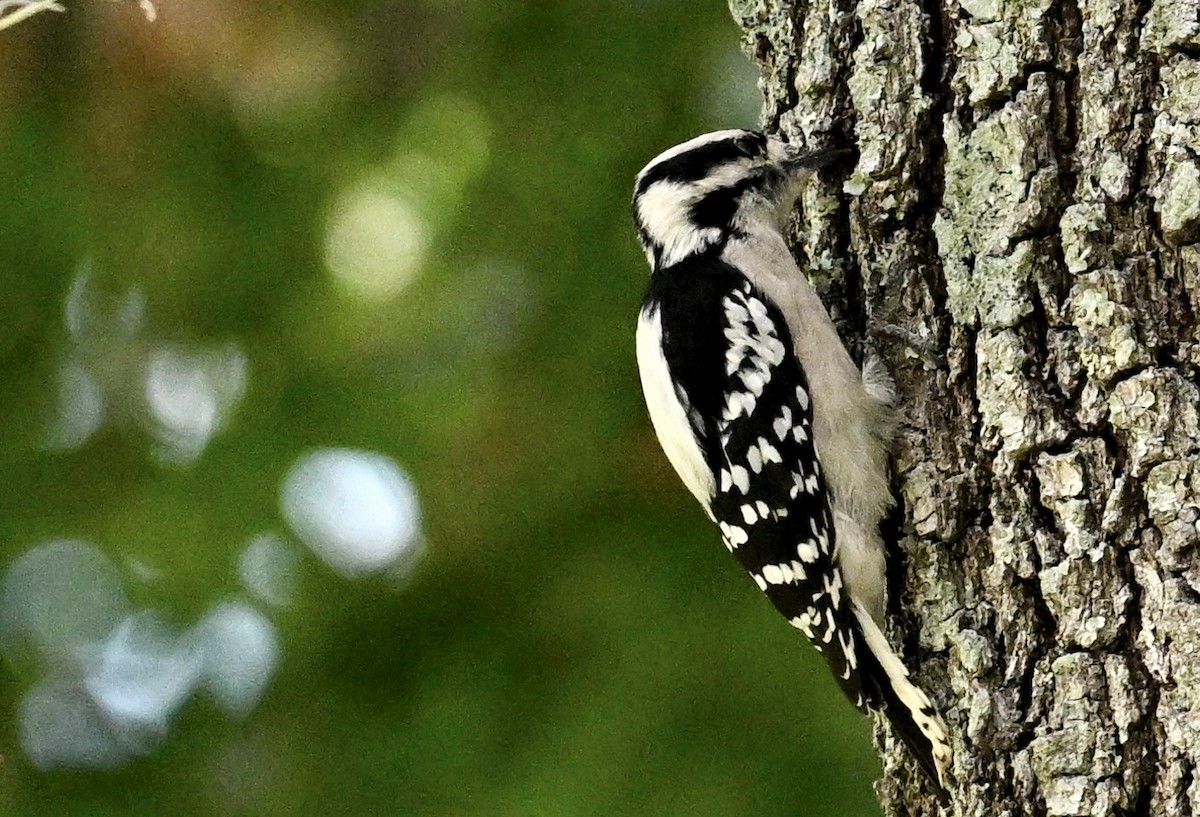 Downy Woodpecker - ML642100913