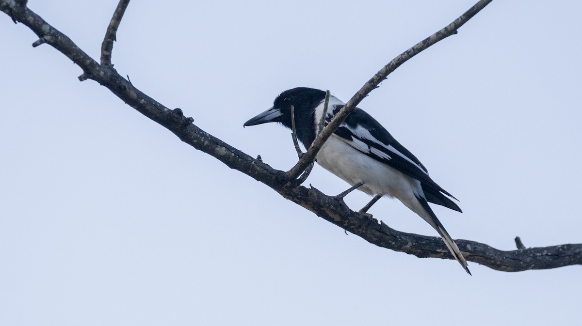 Pied Butcherbird - ML642100929