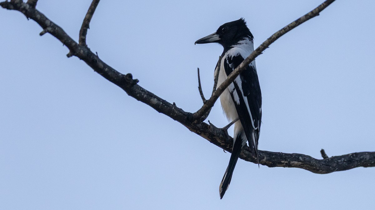 Pied Butcherbird - ML642100930