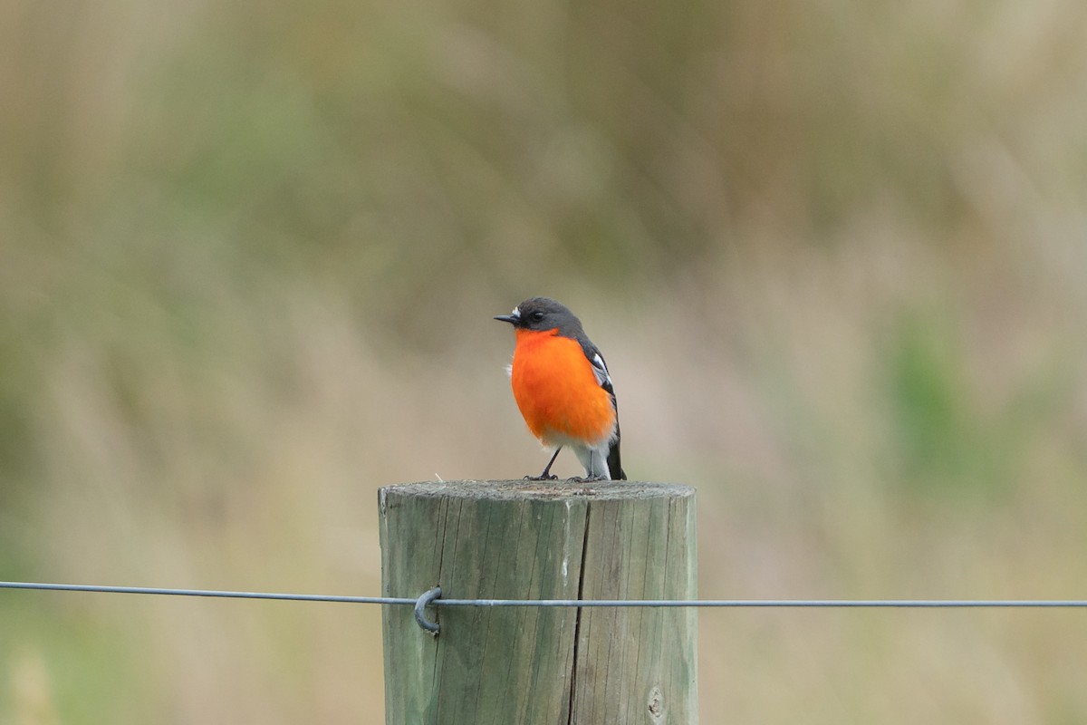 Flame Robin - ML642100933