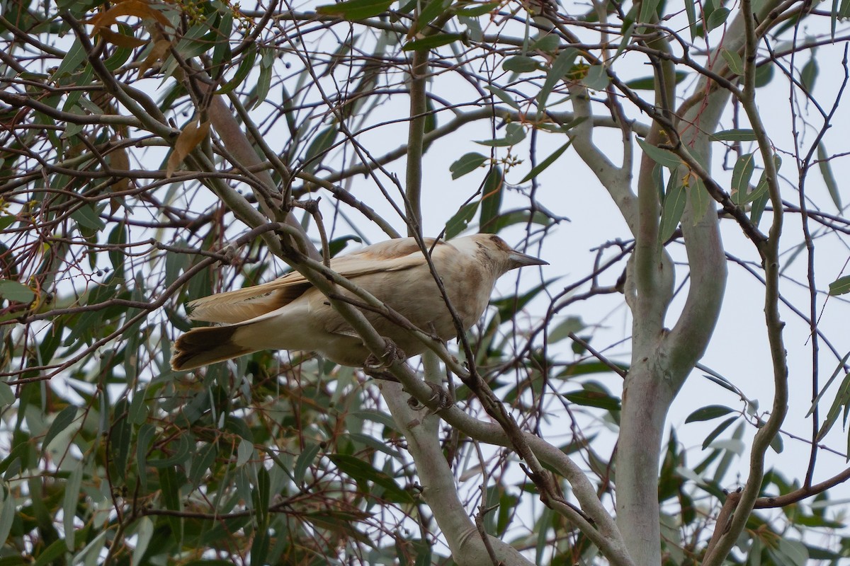Australian Magpie - ML642100939
