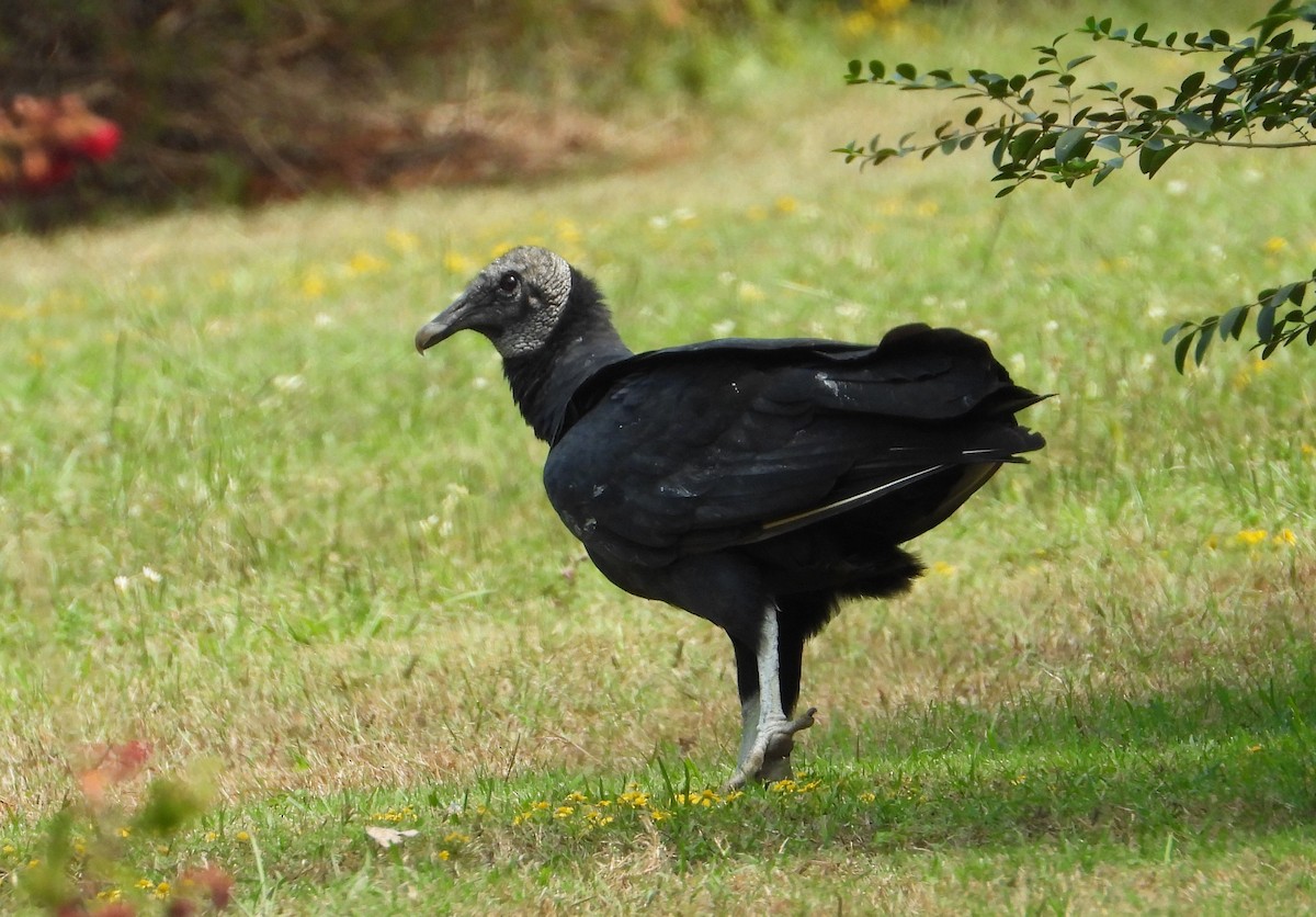Black Vulture - ML642100946