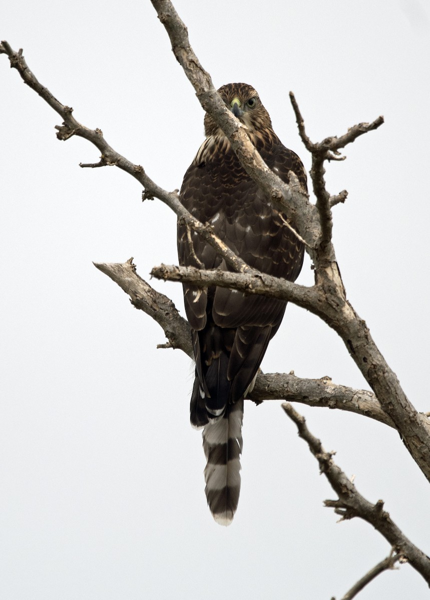 Cooper's Hawk - ML642100952