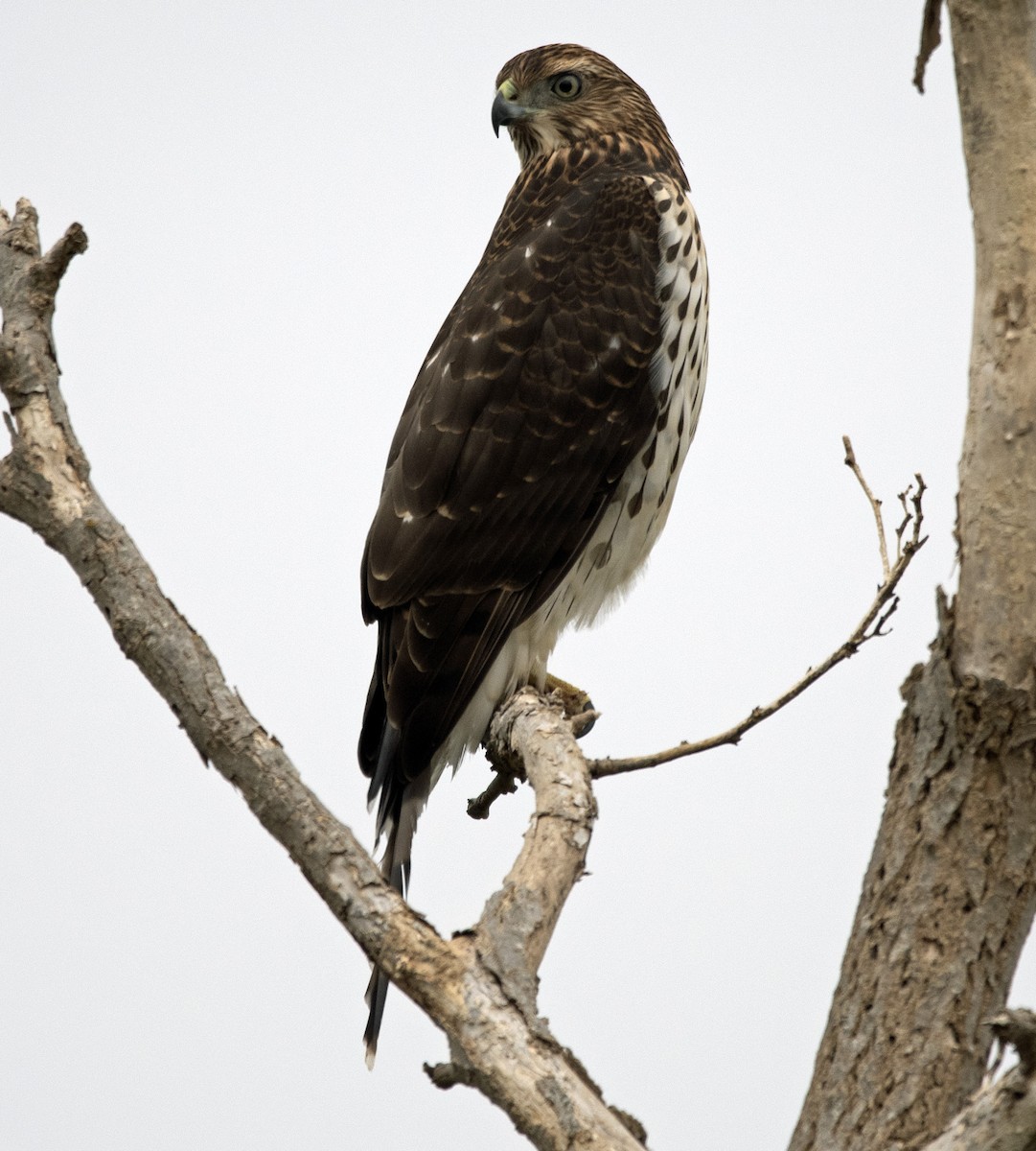Cooper's Hawk - ML642100953