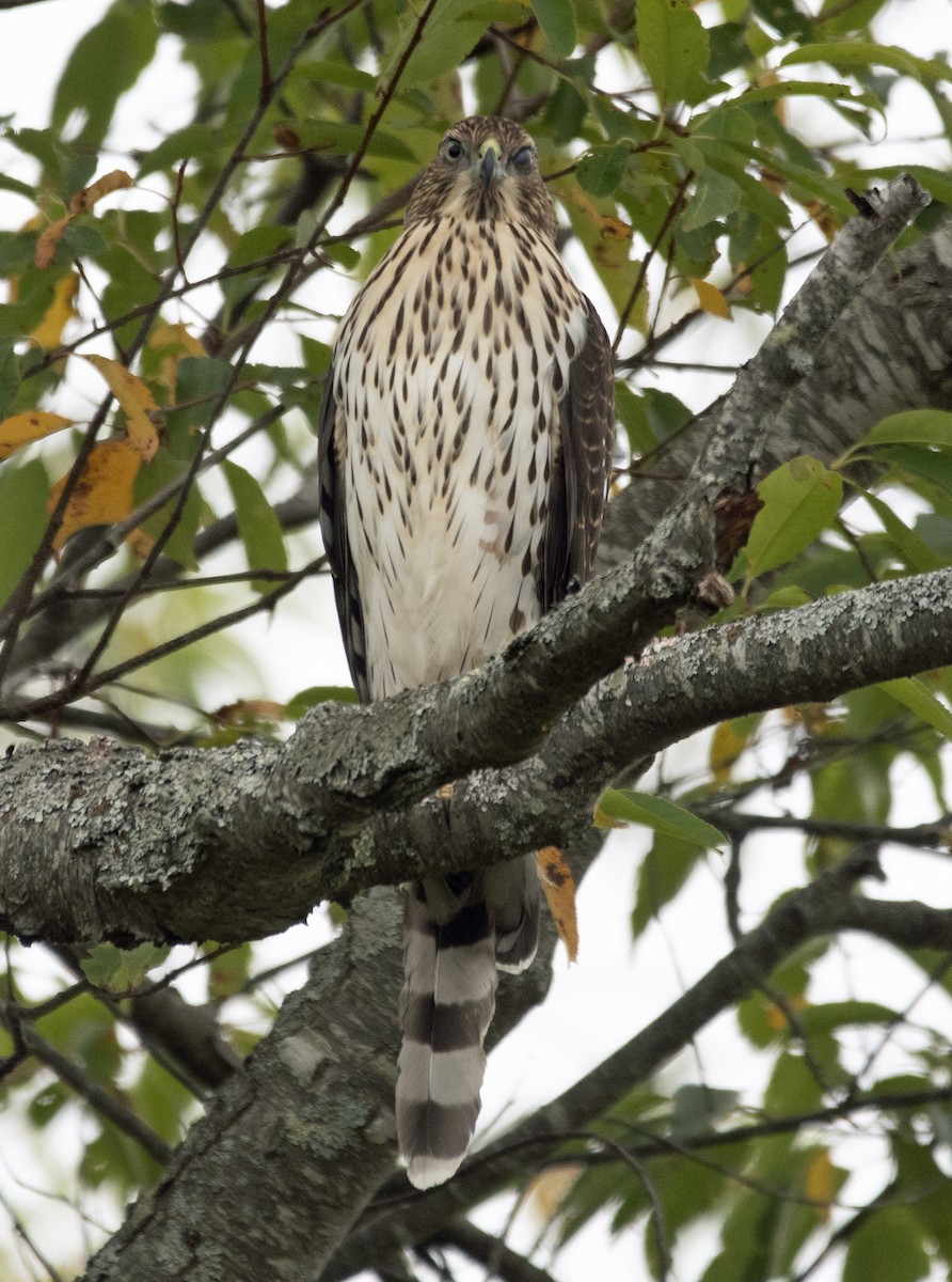 Cooper's Hawk - ML642100954
