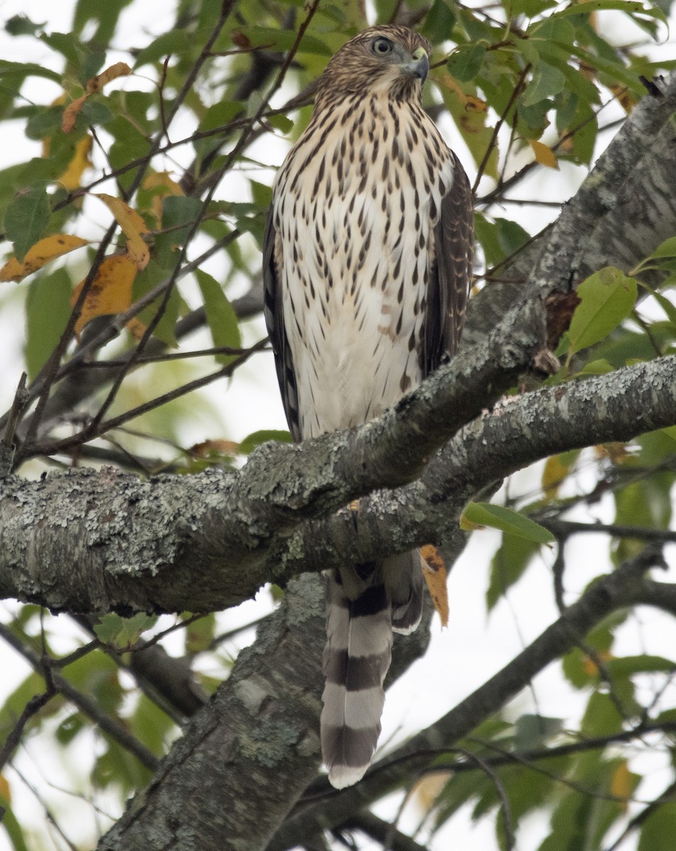 Cooper's Hawk - ML642100955