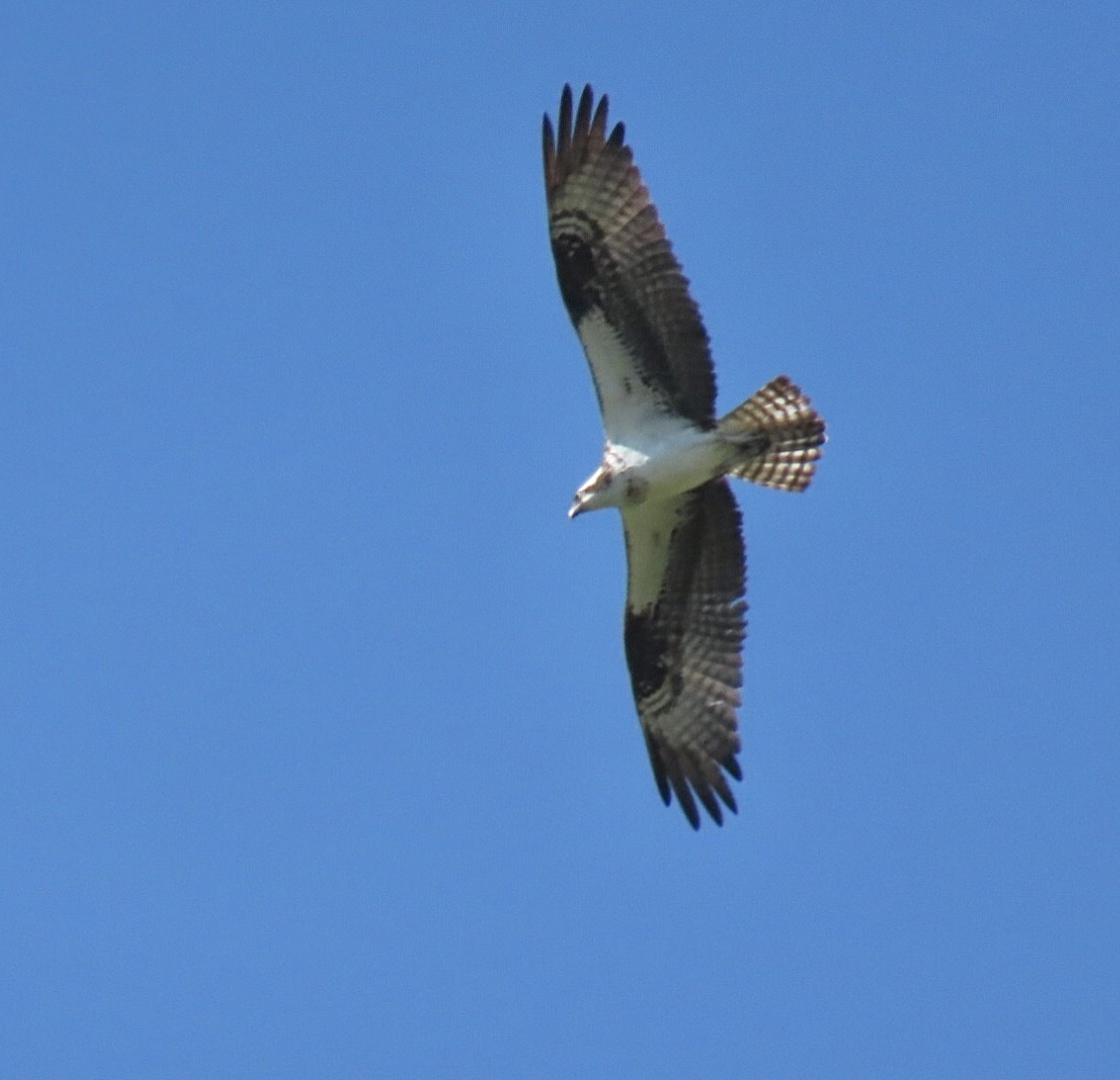 orlovec říční (ssp. carolinensis) - ML642100967