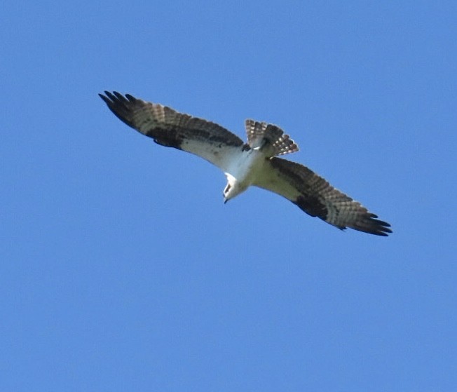 orlovec říční (ssp. carolinensis) - ML642100968