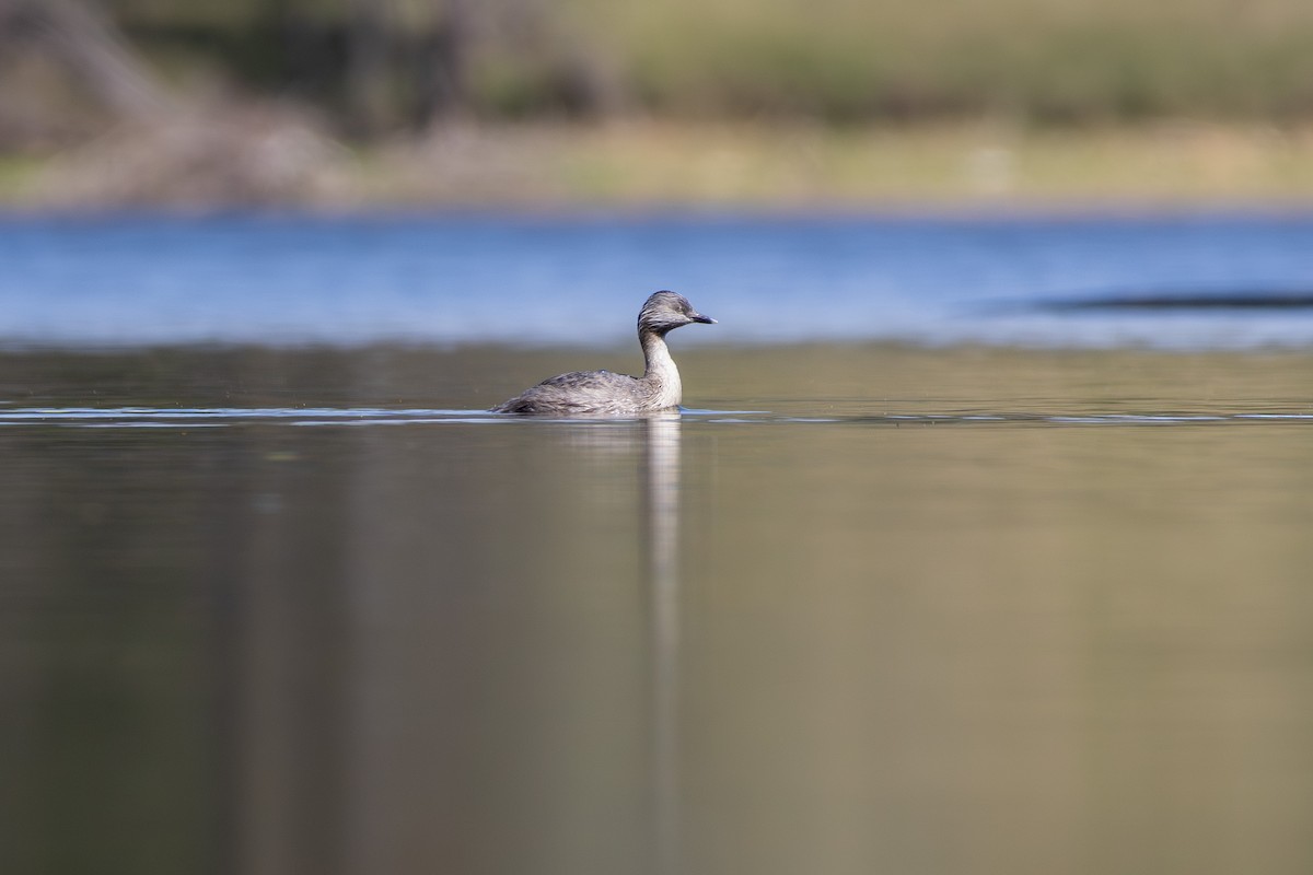volavka bílá (ssp. modesta) - ML642100970