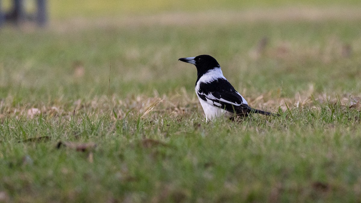 Pied Butcherbird - ML642100971