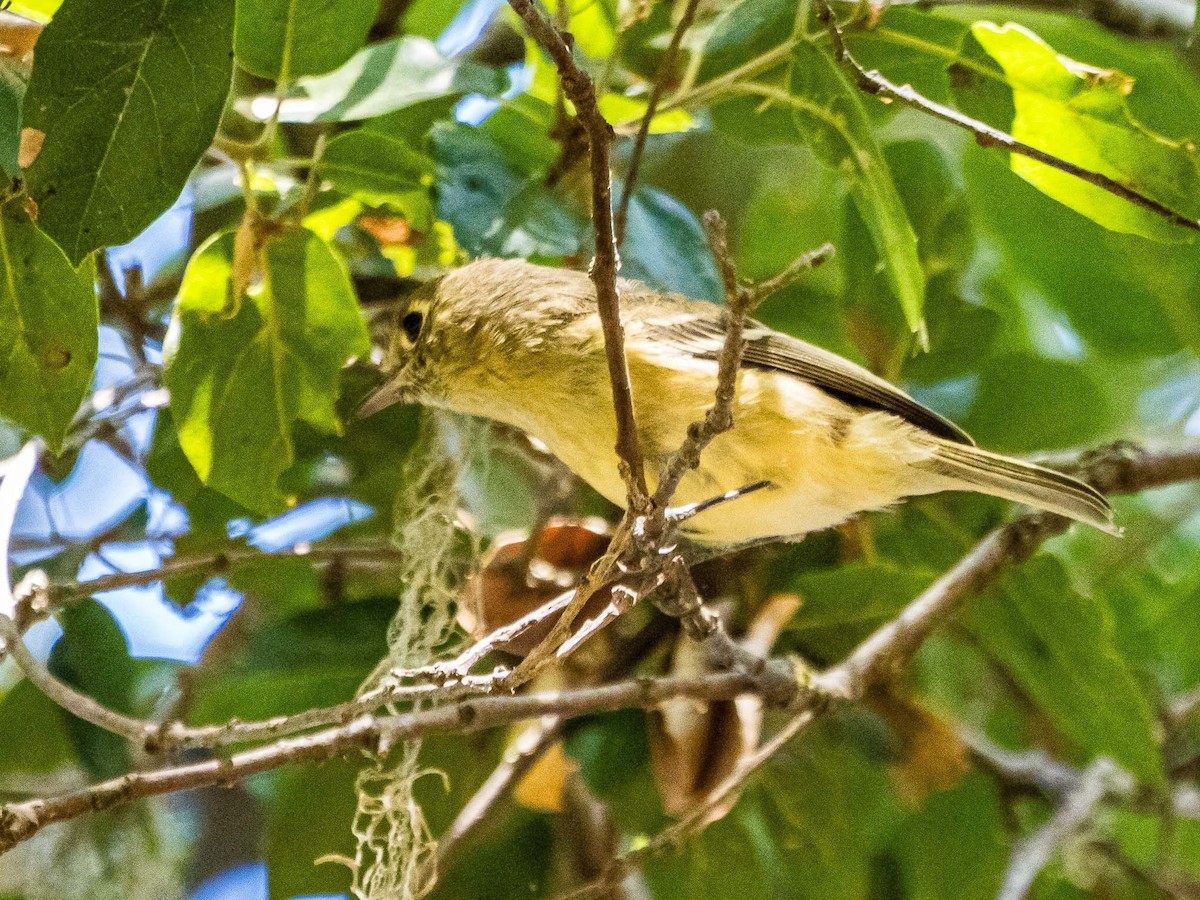 Hutton's Vireo - ML642100978