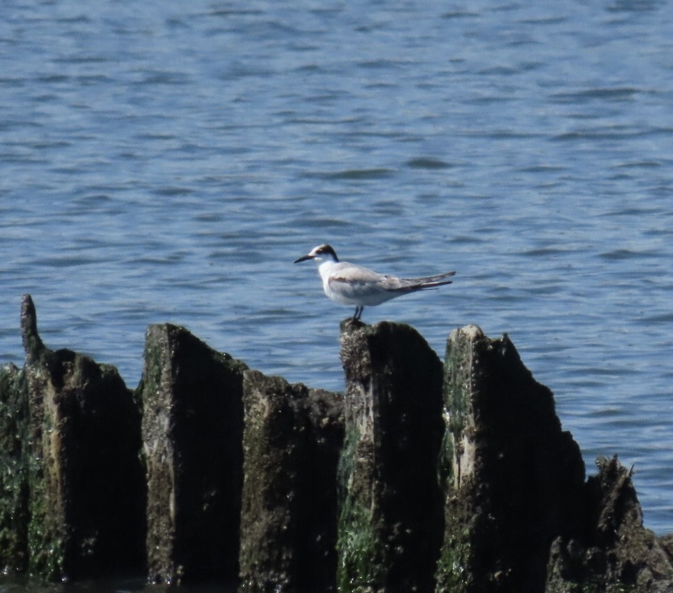 Common Tern - ML642100980