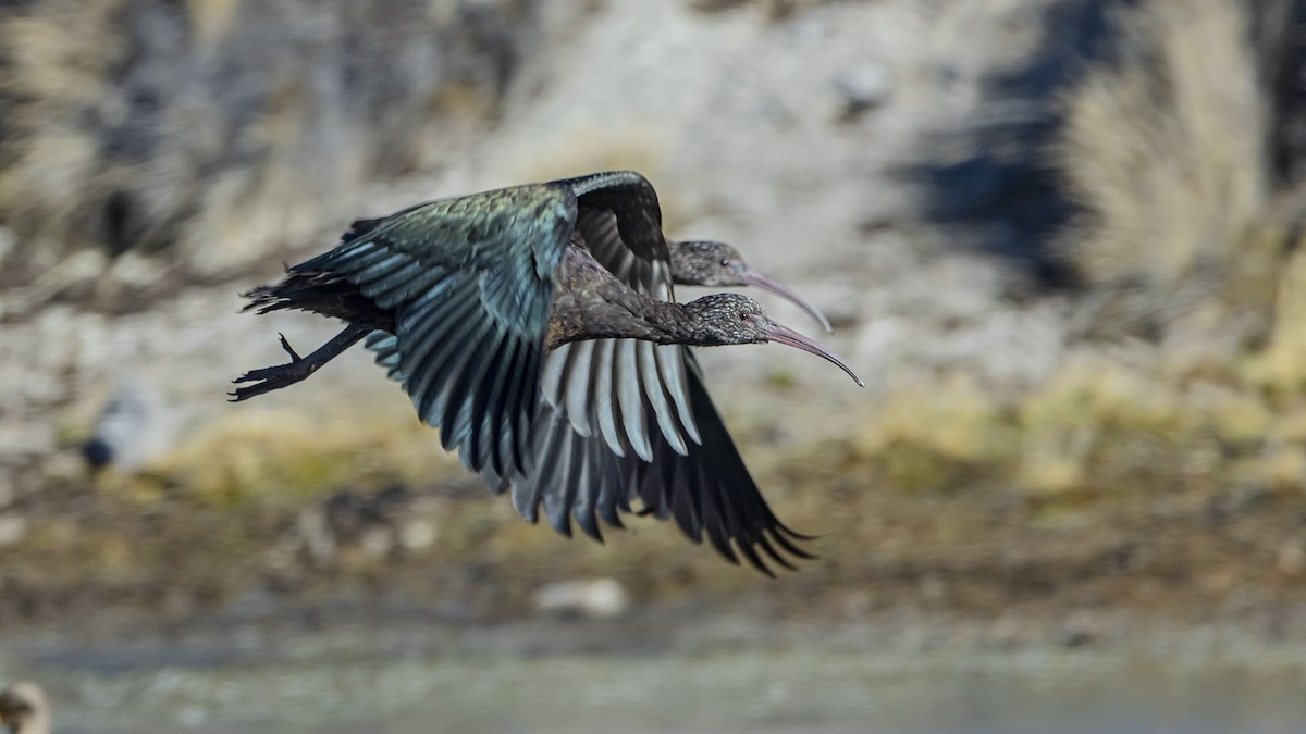 ibis andský - ML642100982