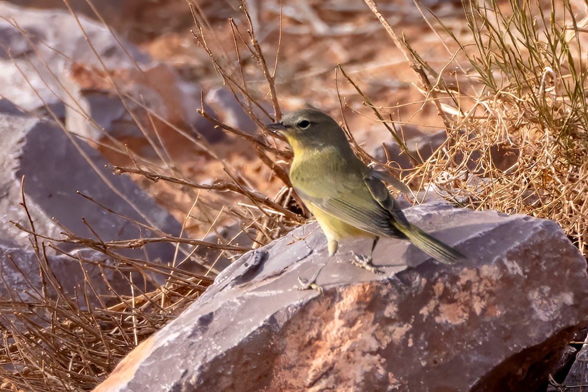 Orange-crowned Warbler - ML642100983