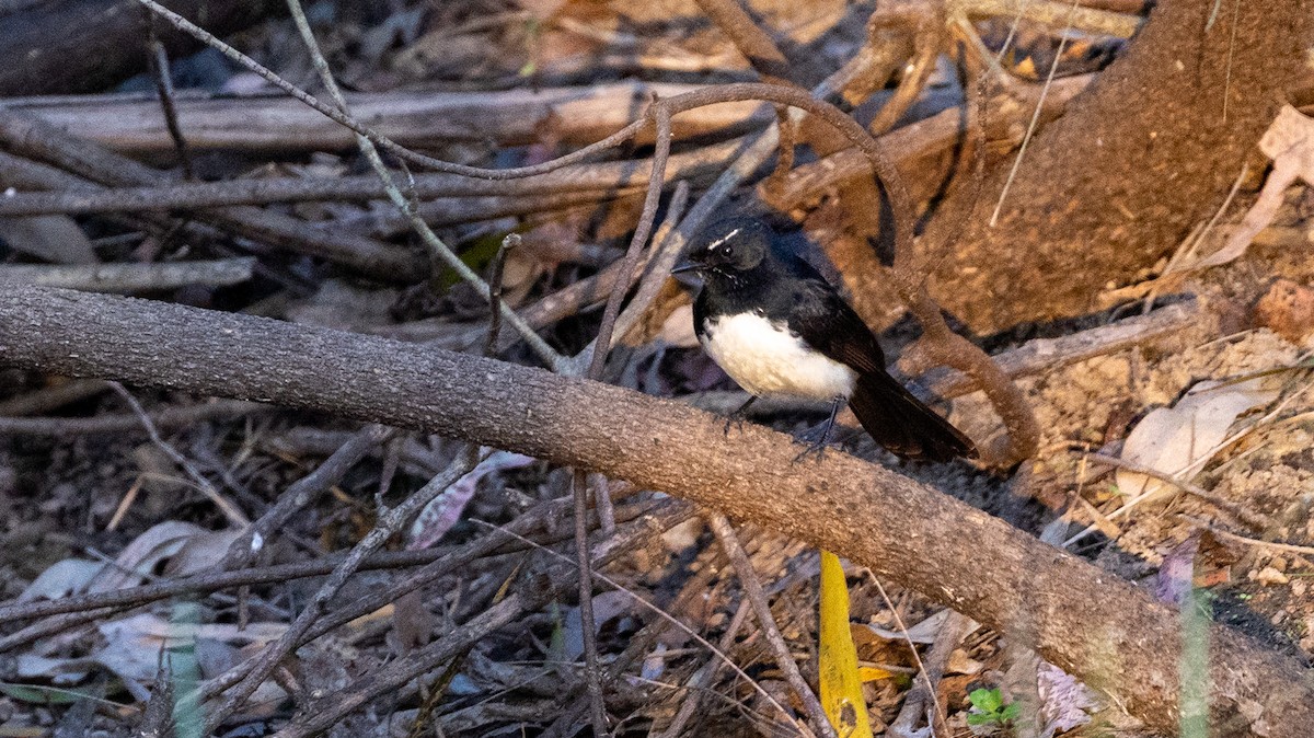 Willie-wagtail - ML642100986