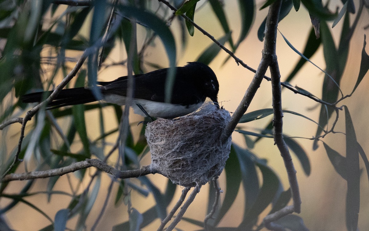 Willie-wagtail - ML642100987