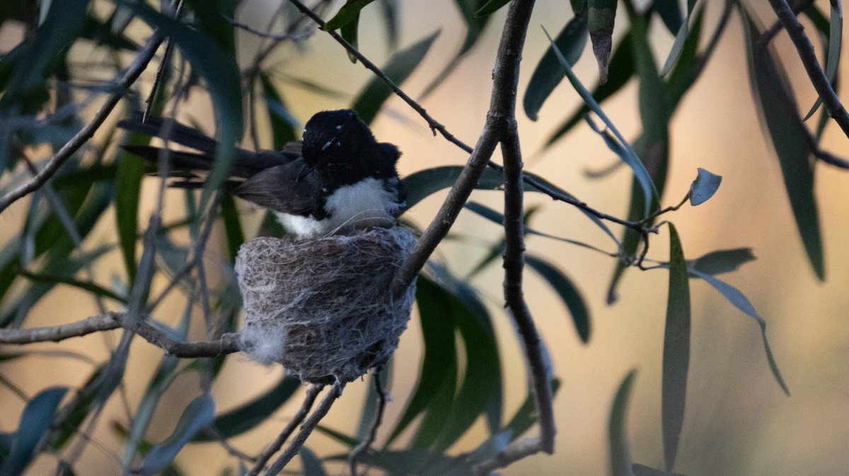 Willie-wagtail - ML642100989