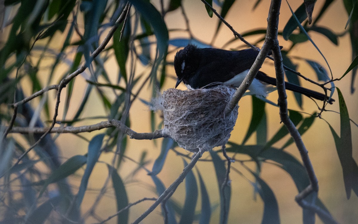 Willie-wagtail - ML642100990