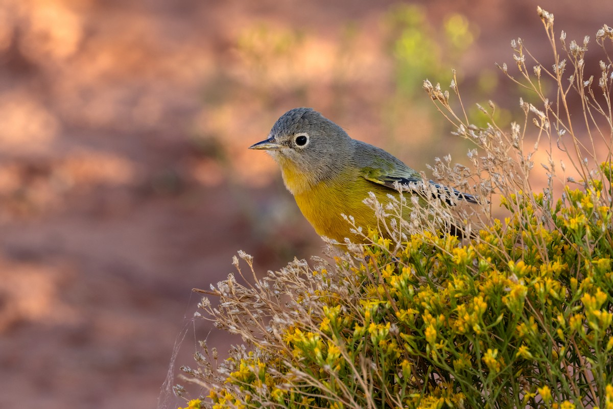 Nashville Warbler - ML642100993