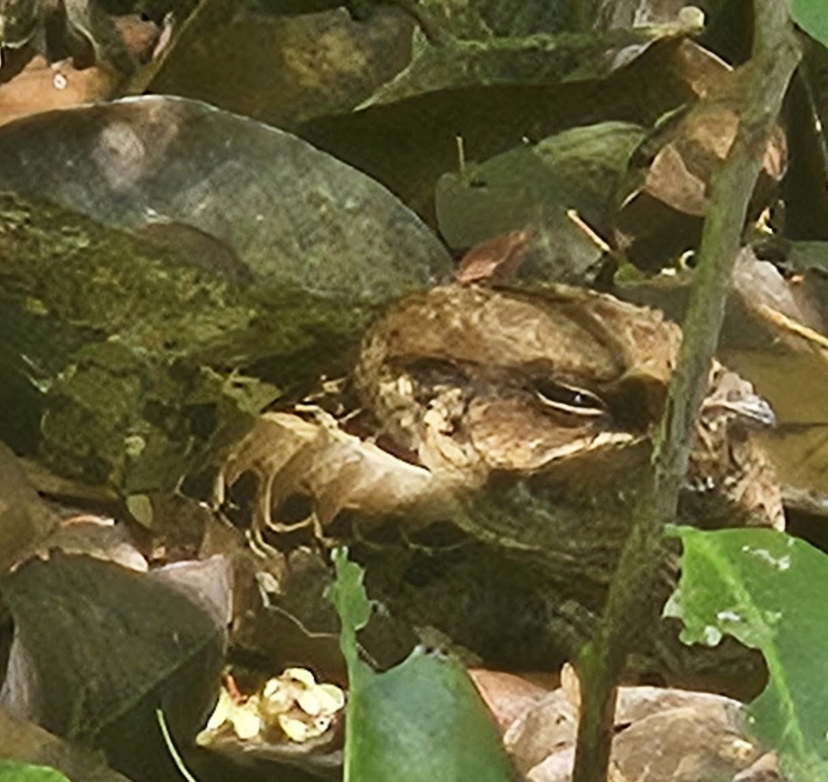 Common Pauraque - ML642101003