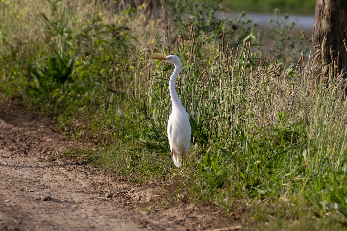 Plumed Egret - ML642101021