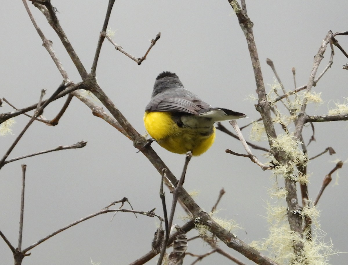 Spectacled Redstart - ML642101022