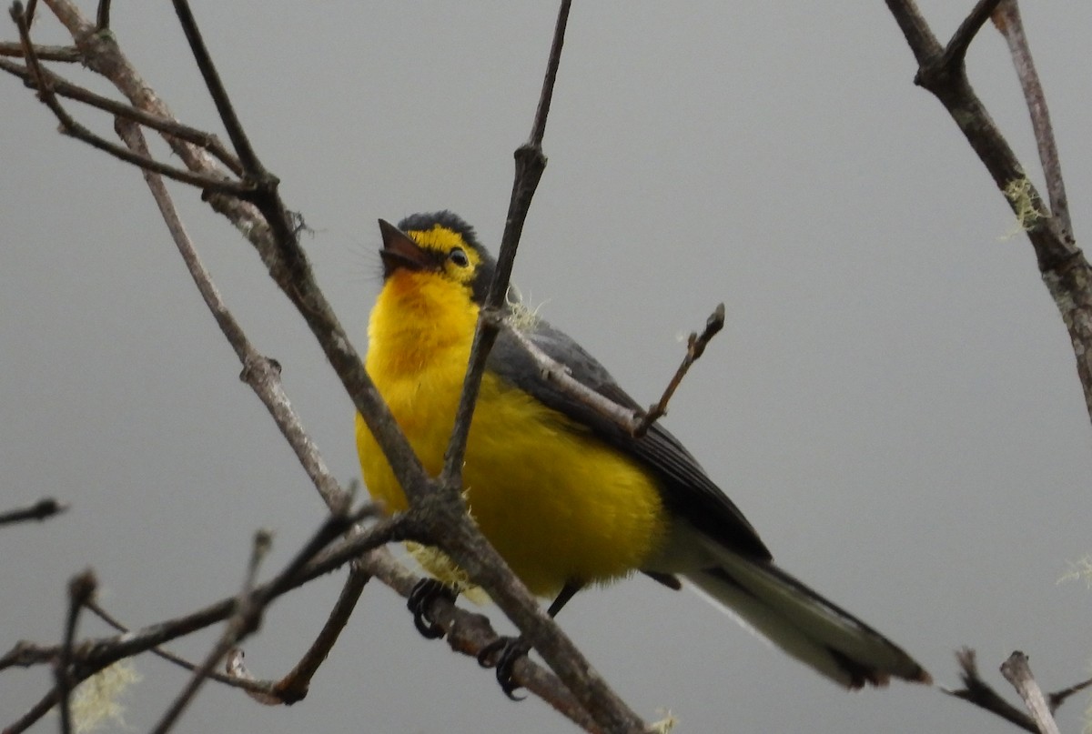 Spectacled Redstart - ML642101024